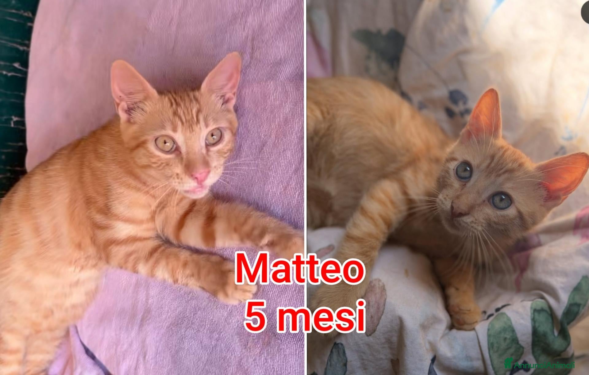 Altre razze gatti Servono adozioni x questi micini  - Annuncio 5