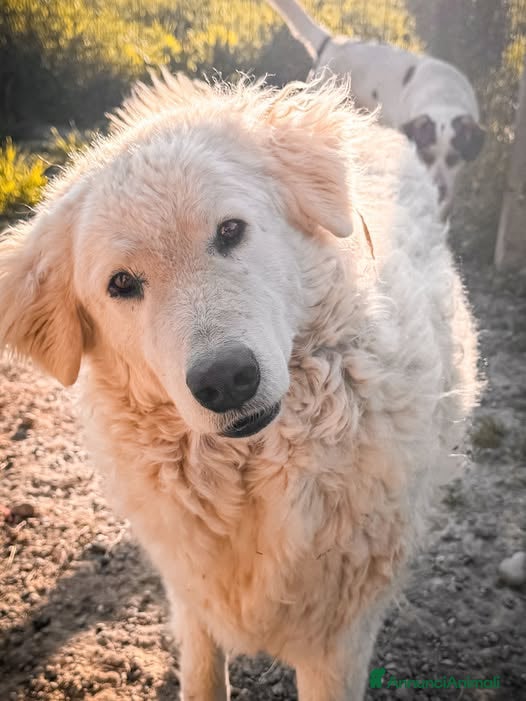 Pastore Maremmano cani Laisa - Annuncio 19