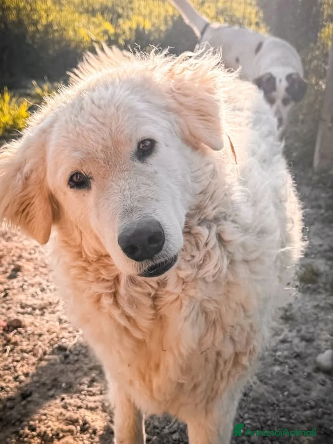 Pastore Maremmano cani in regalo: Laisa - Annuncio 1