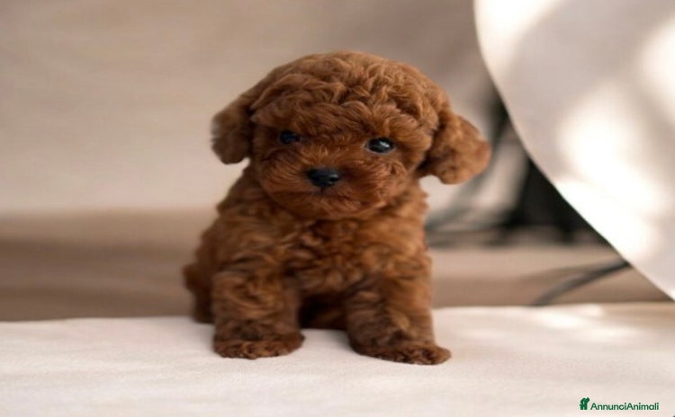 Barboncino cani - Annuncio 2