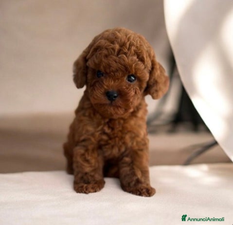 Barboncino cani - Annuncio 2