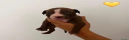 Pitbull cani in vendita: Cuccioli pitbull - Annuncio 8