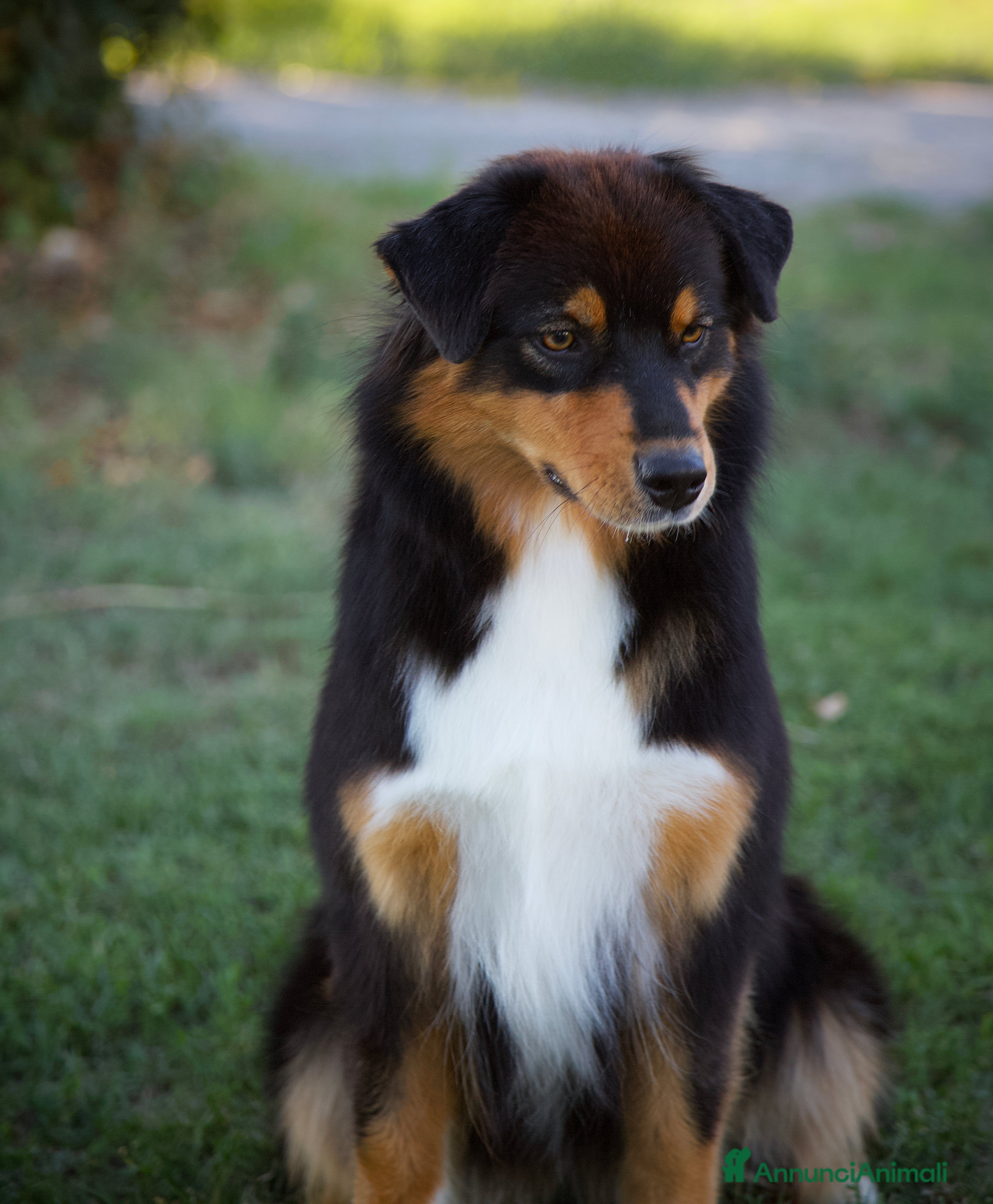 Australian Shepherd cani Cuccioli di pastore australiano  - Annuncio 1