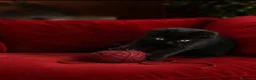 Scottish gatti in vendita: Scottish fold  - Annuncio 1