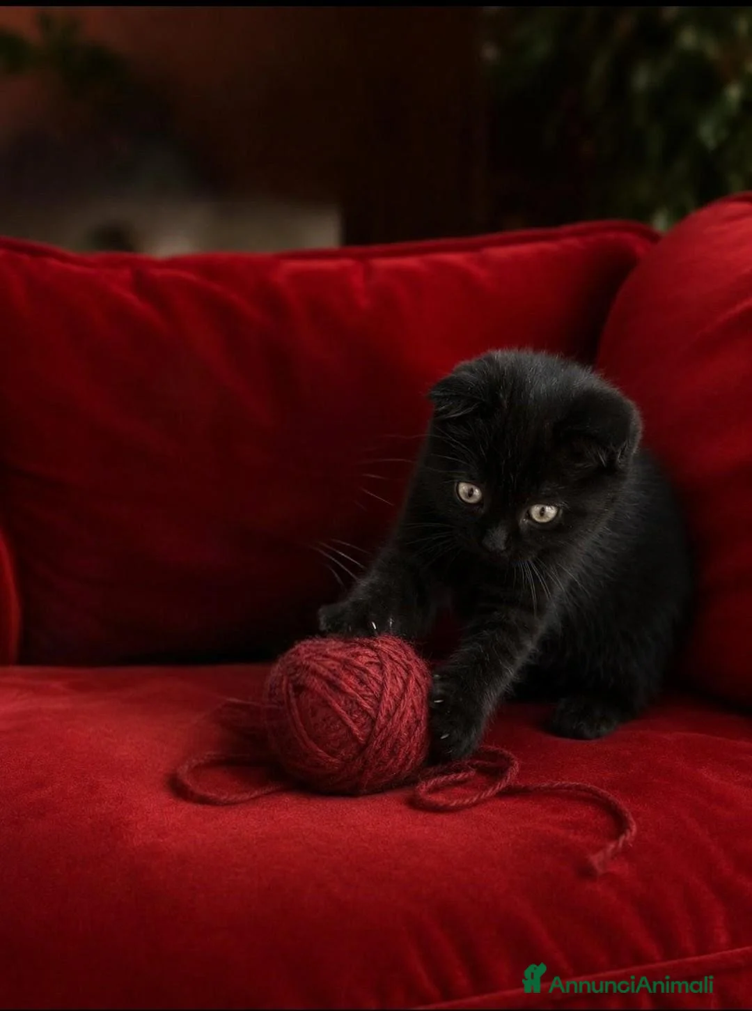Scottish gatti in vendita: Scottish fold  - Annuncio 1