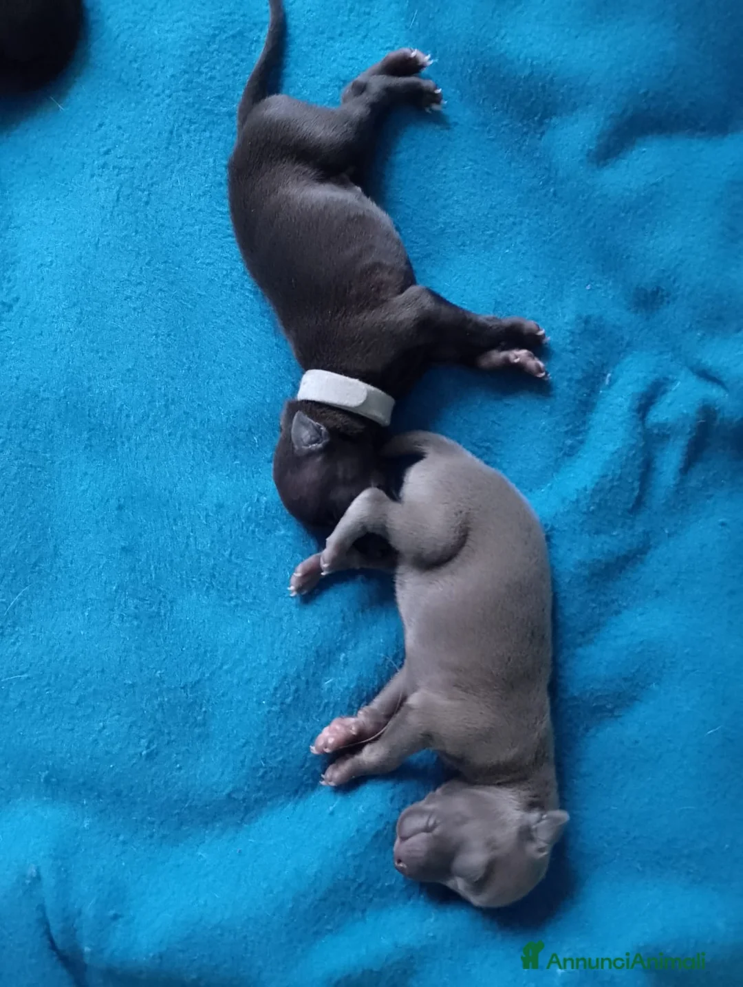 Levriero cani in vendita: Cuccioli di Piccolo Levriero Italiano - Annuncio 3