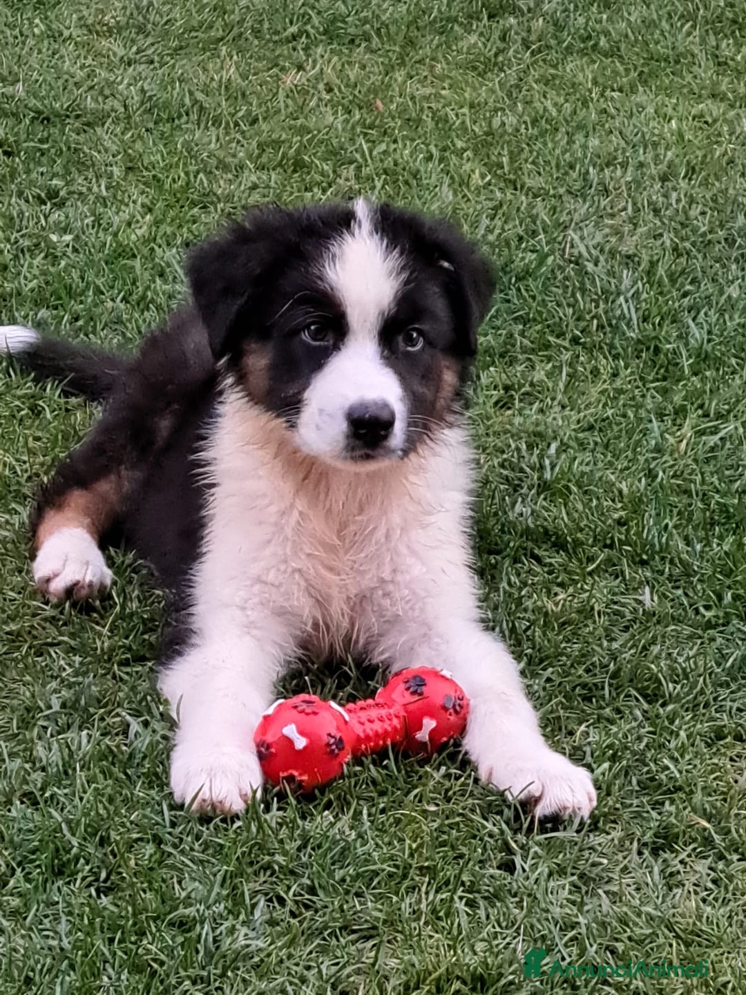 Australian Shepherd cani in vendita: Cuccioli pastore australiano femmine blacktricolor a Provincia di Bergamo - Annuncio 1