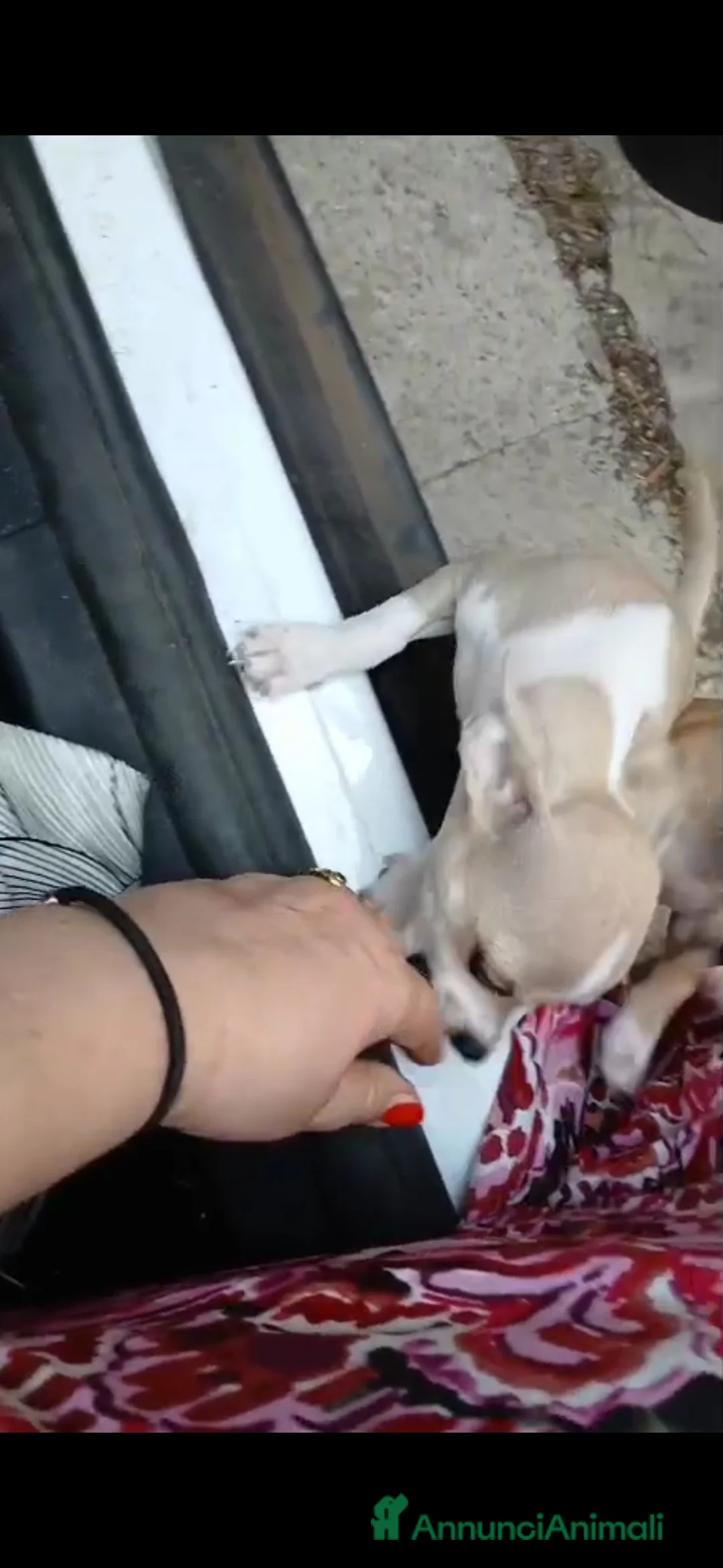 Chihuahua cani in vendita: Cuccioli chihuahua - Annuncio 12