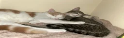 Europeo gatti in regalo: UN FINALE DIVERSO PER COCO E CHANEL - Annuncio 1