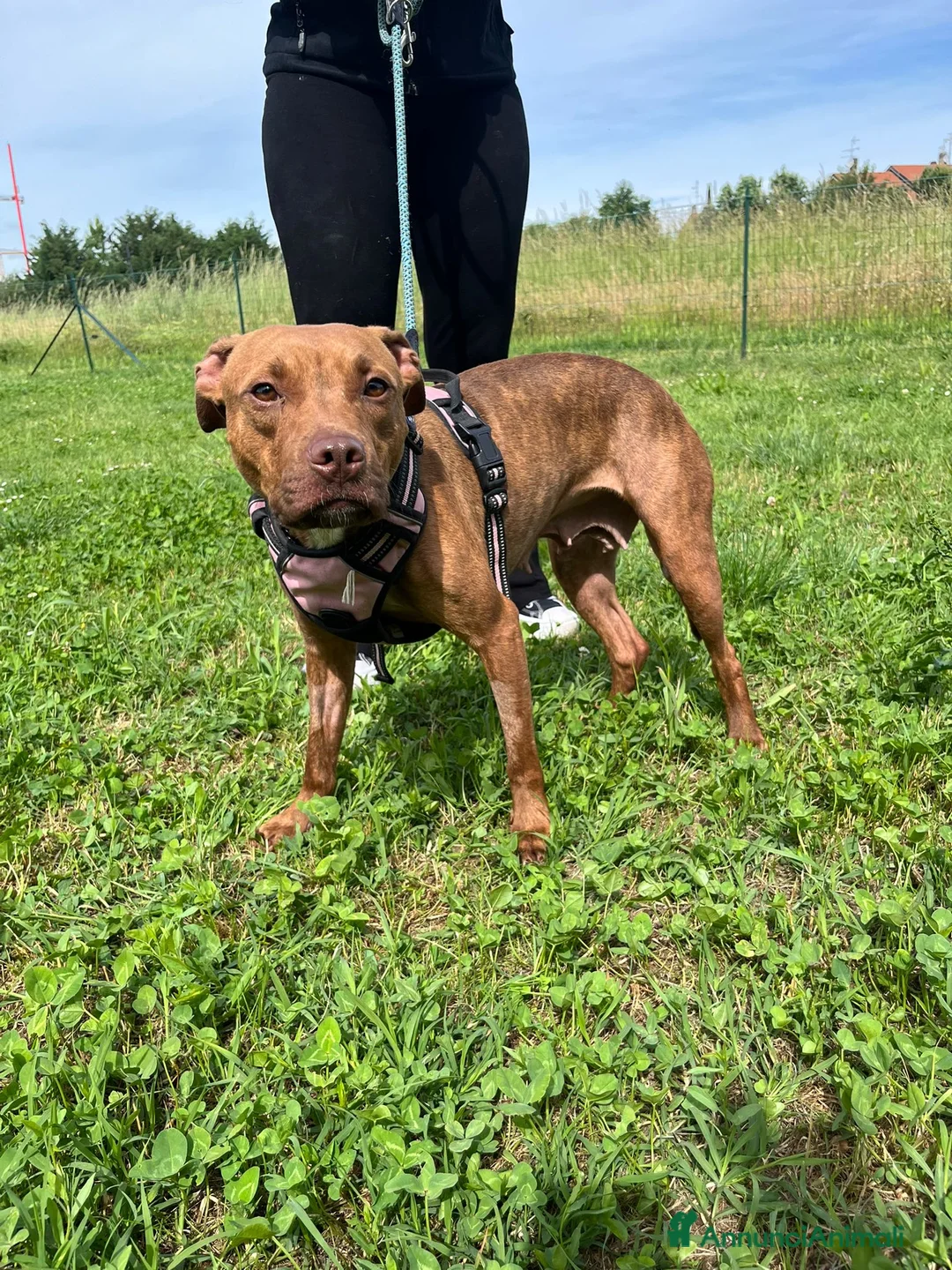 Meticcio cani in regalo: ALMA MAMMINA PIT - Annuncio 10