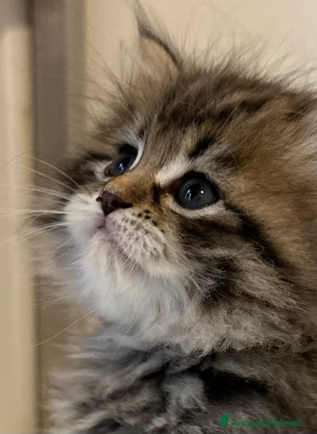 Immagine della galleria {{count}}