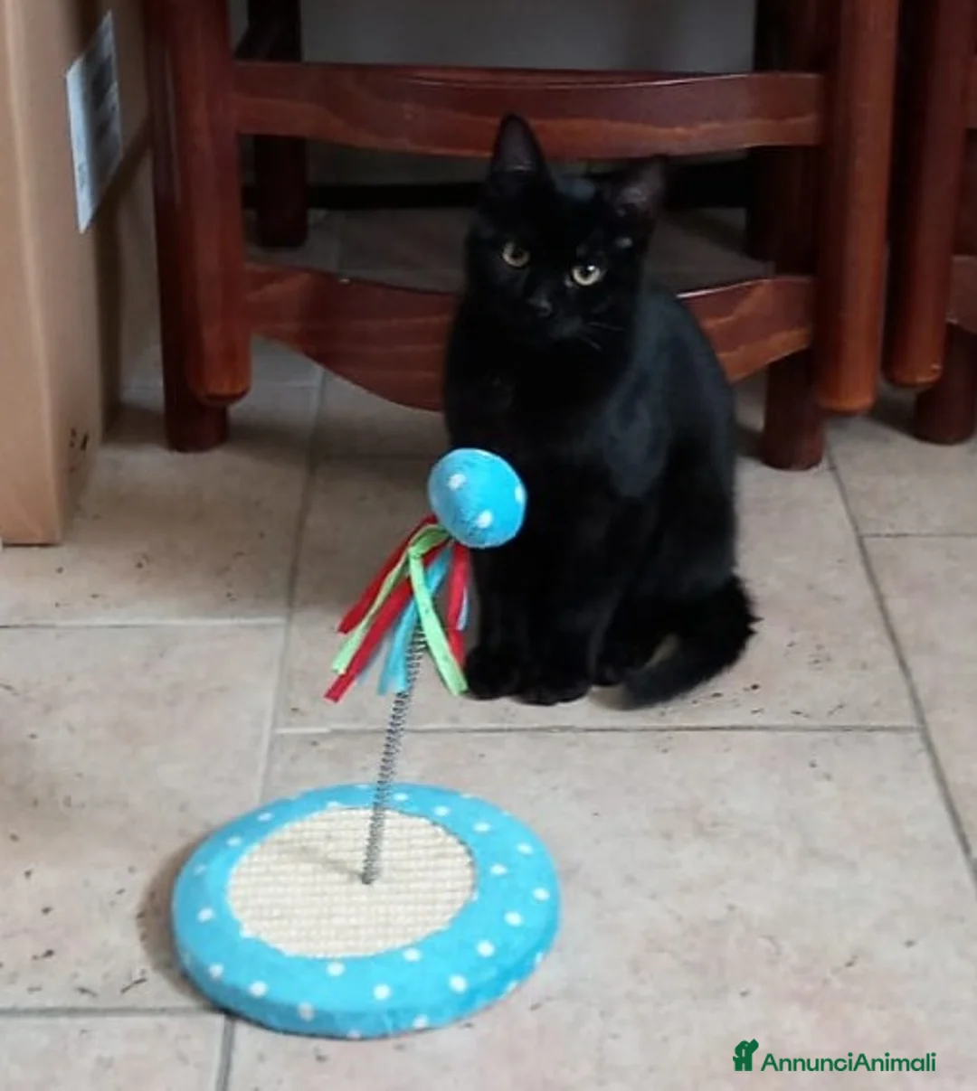 Meticcio gatti in regalo: Cloe e Black fratellini indivisibili - Annuncio 5