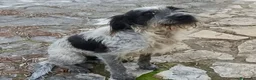 Meticcio cani in regalo: LUIGI dolce cagnolino 3 anni e mezzo cerca casa - Annuncio 3