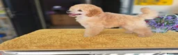 Barboncino Toy cani in vendita: Barboncino Toy ENCI - Annuncio 6