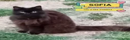 Meticcio gatti in regalo: SOFIA dolce gattina cerca casa - in adozione - Annuncio 1