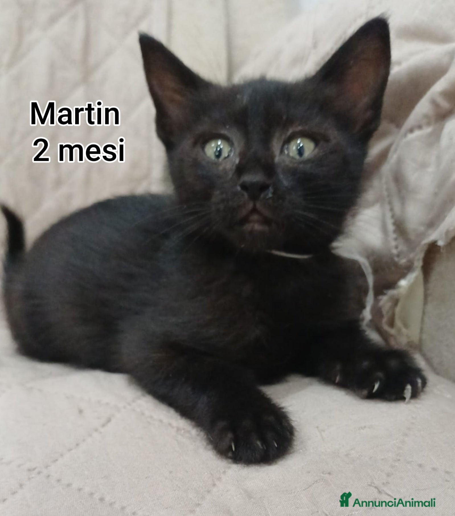 Meticcio gatti GATTINI ADORABILI IN CERCA D'AMORE  - Annuncio 2