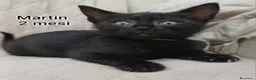 Meticcio gatti in regalo: GATTINI ADORABILI IN CERCA D'AMORE  a Città Metropolitana di Bologna - Annuncio 1