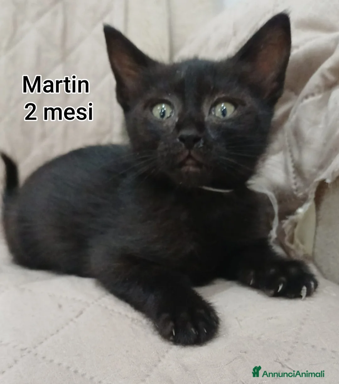 Meticcio gatti in regalo: GATTINI ADORABILI IN CERCA D'AMORE  a Città Metropolitana di Bologna - Annuncio 1