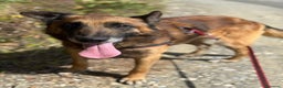 Pastore Belga cani in regalo: Splendidi PASTORI BELGA MALINOIS cercano famiglie! - Annuncio 15