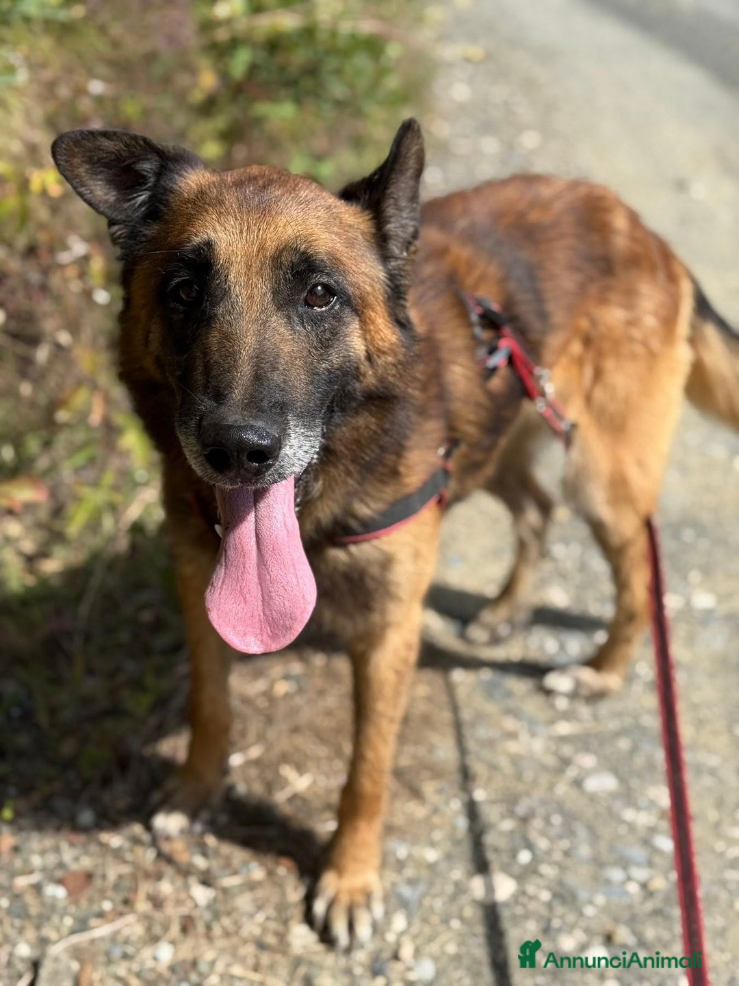 Pastore Belga cani in regalo: Splendidi PASTORI BELGA MALINOIS cercano famiglie! - Annuncio 15