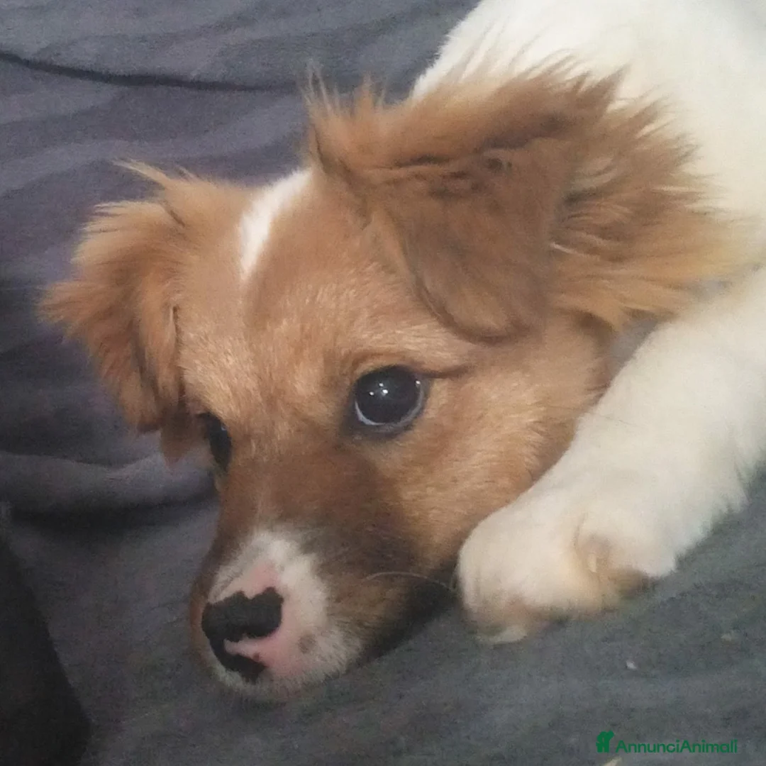 Meticcio cani in regalo: VIVIAN, cucciola sfortunata cerca amore! - Annuncio 4