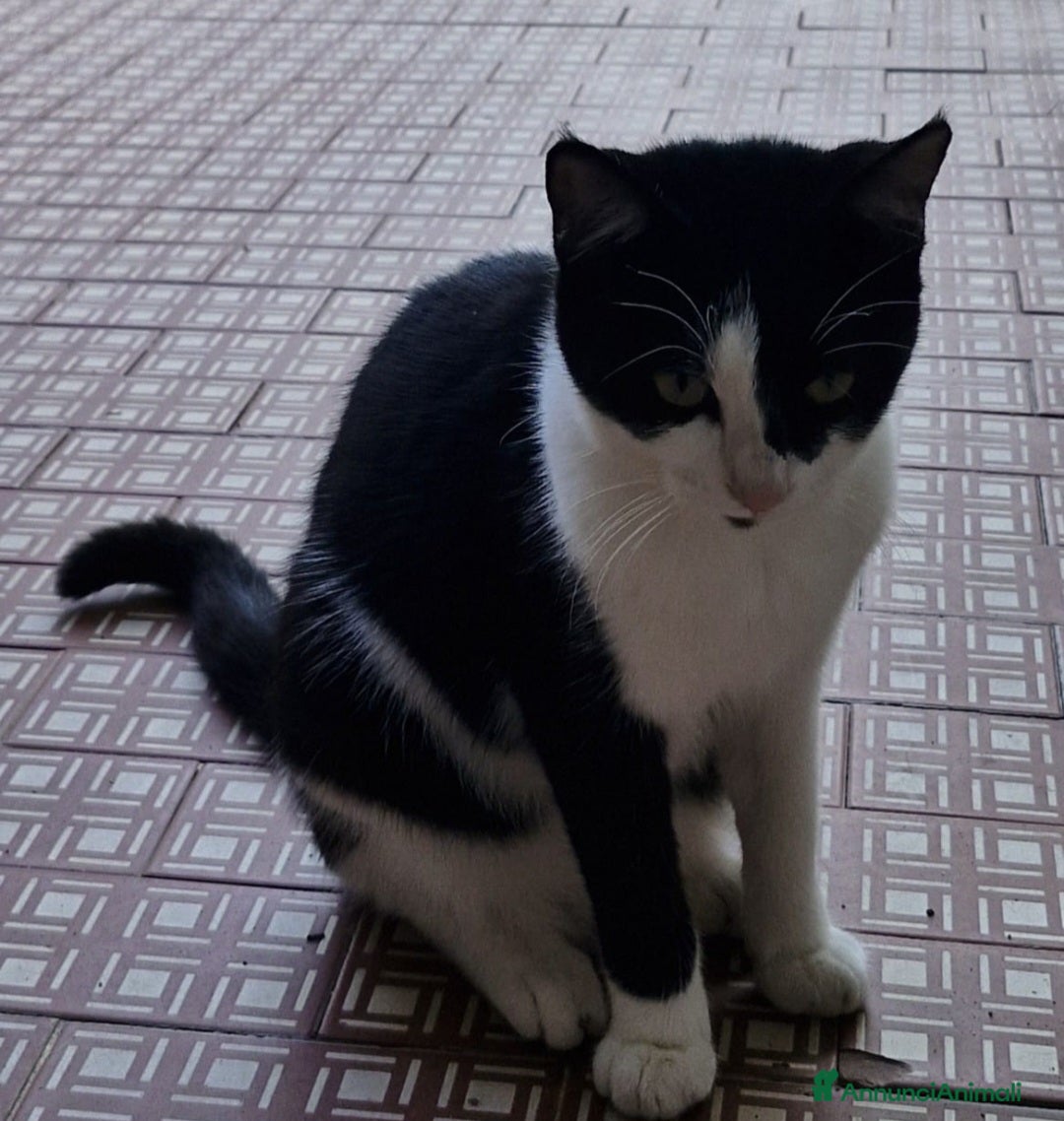 Europeo gatti in regalo: 2micie tricolori ,1nera bianca 7mesi.VOGHERA(PV) - Annuncio 5