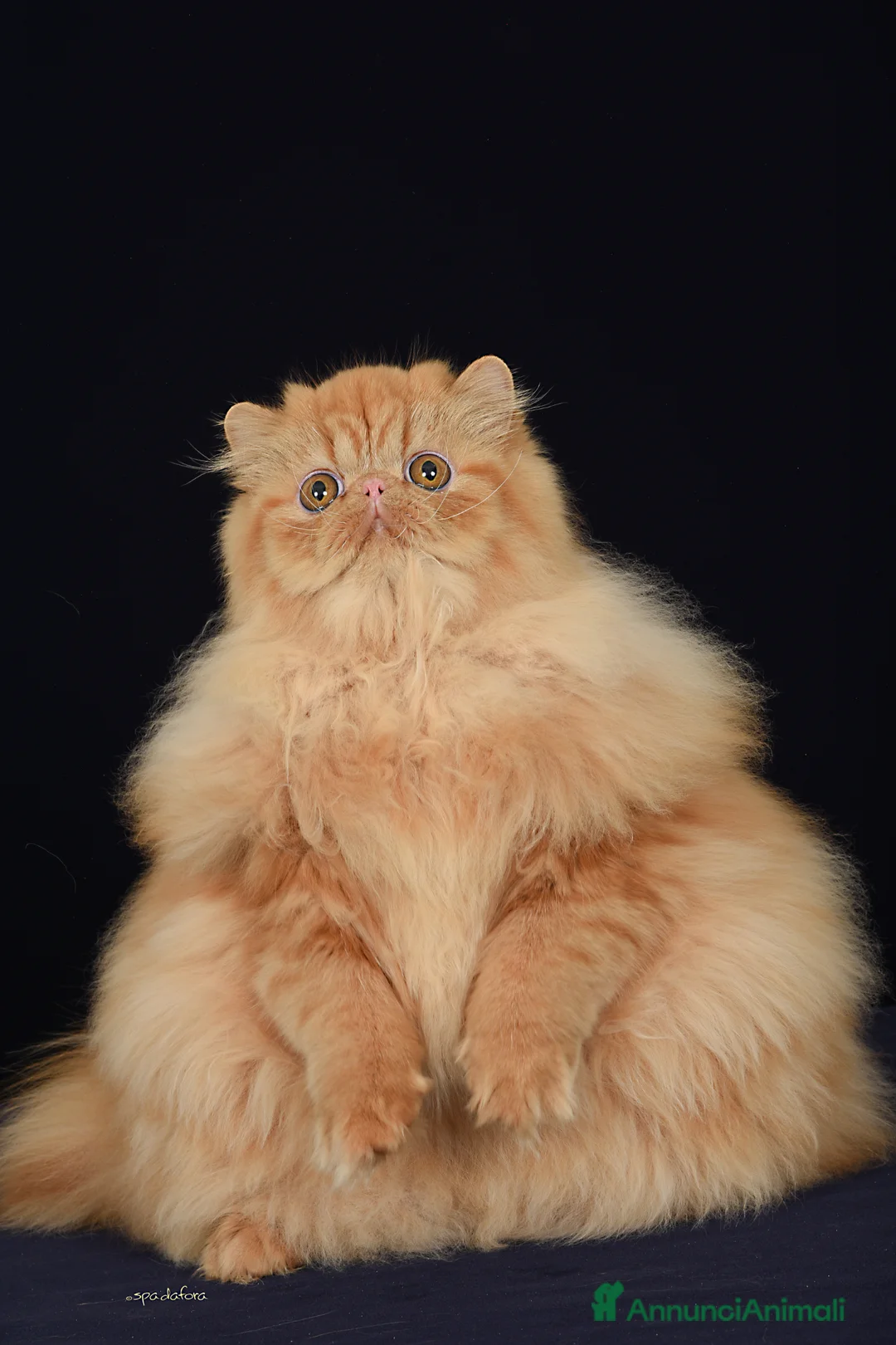 Persiano gatti in vendita: 🌸 Annarita Orietta🌸 - Annuncio 9