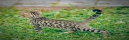 Bengala gatti in vendita: Cuccioli di gatto Bengala 3 mesi - Annuncio 1