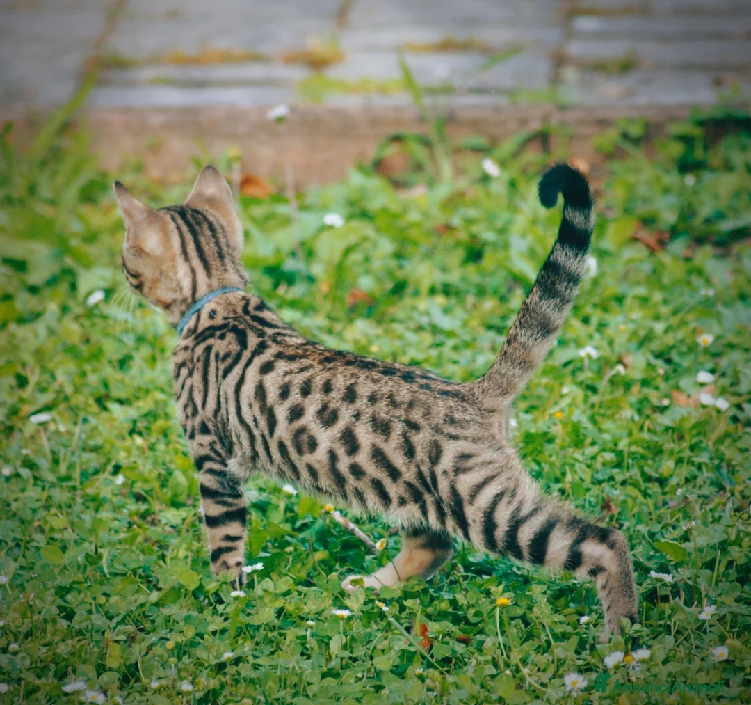 Bengala gatti in vendita: Cuccioli di gatto Bengala 3 mesi - Annuncio 1
