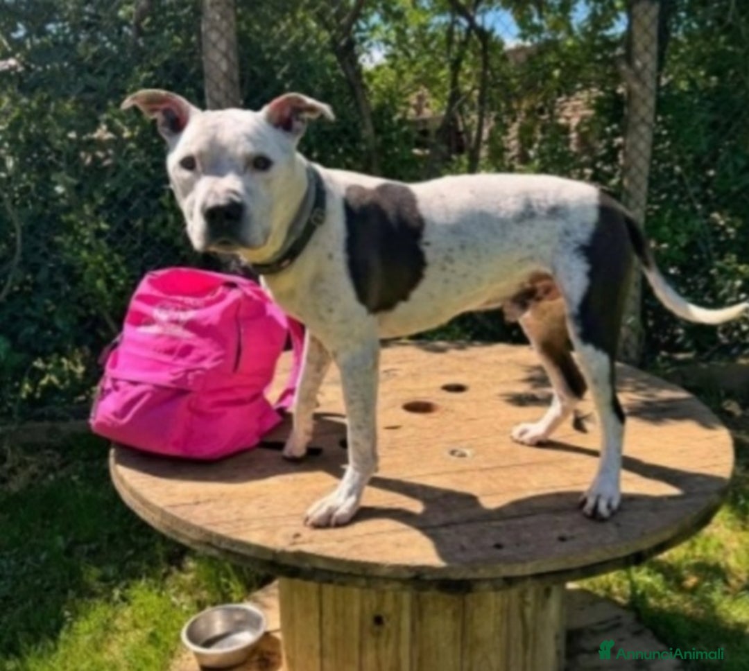 Pitbull cani in regalo: Pitbullino anziano 12anni deve morire in box?GENOV - Annuncio 3