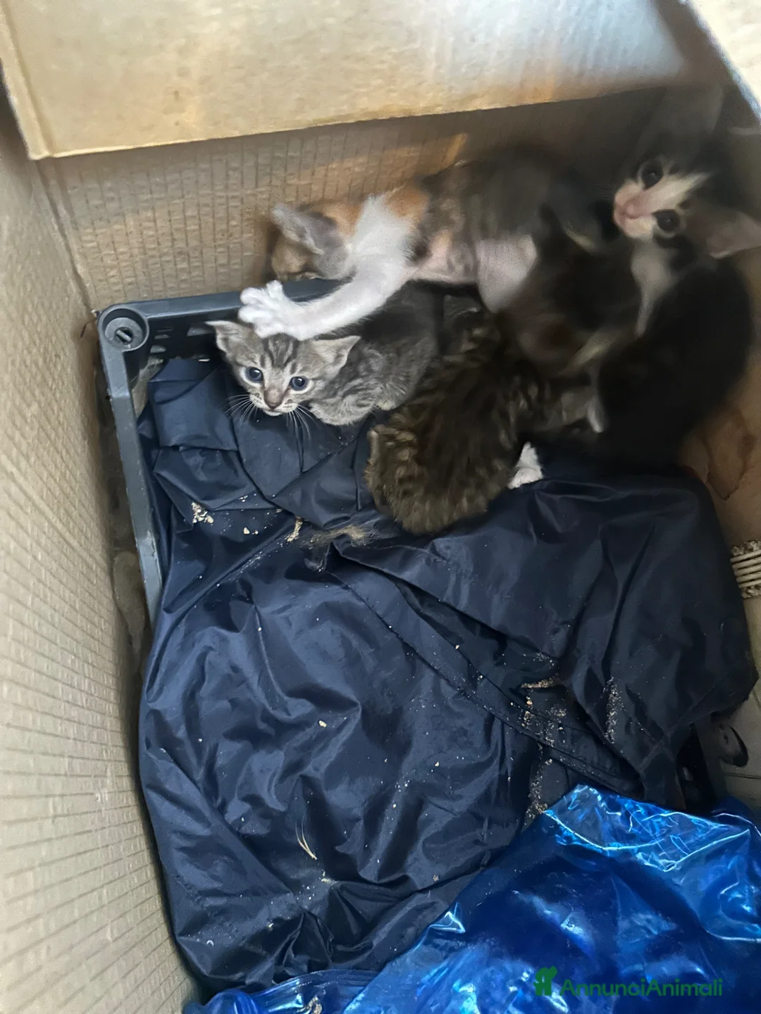 Altre razze gatti in regalo: Cuccioli bellissimi - Annuncio 2
