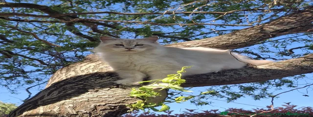 Pastorale Ragdoll Keiry 