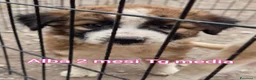 Meticcio cani in regalo: CUCCIOLI ABBANDONATI: URGENTE  a Città Metropolitana di Torino - Annuncio 8