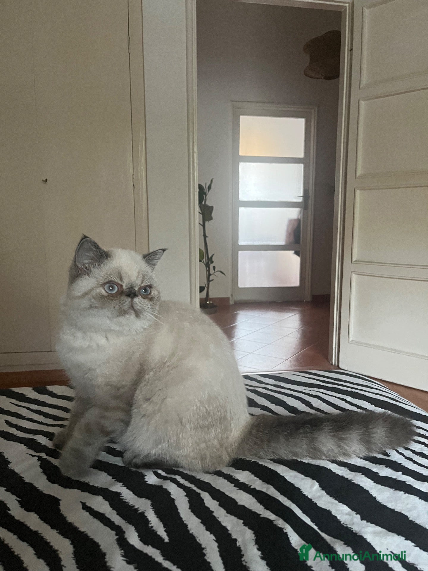 Exotic Shorthair gatti Cucciola exotic shorthair - Annuncio 4