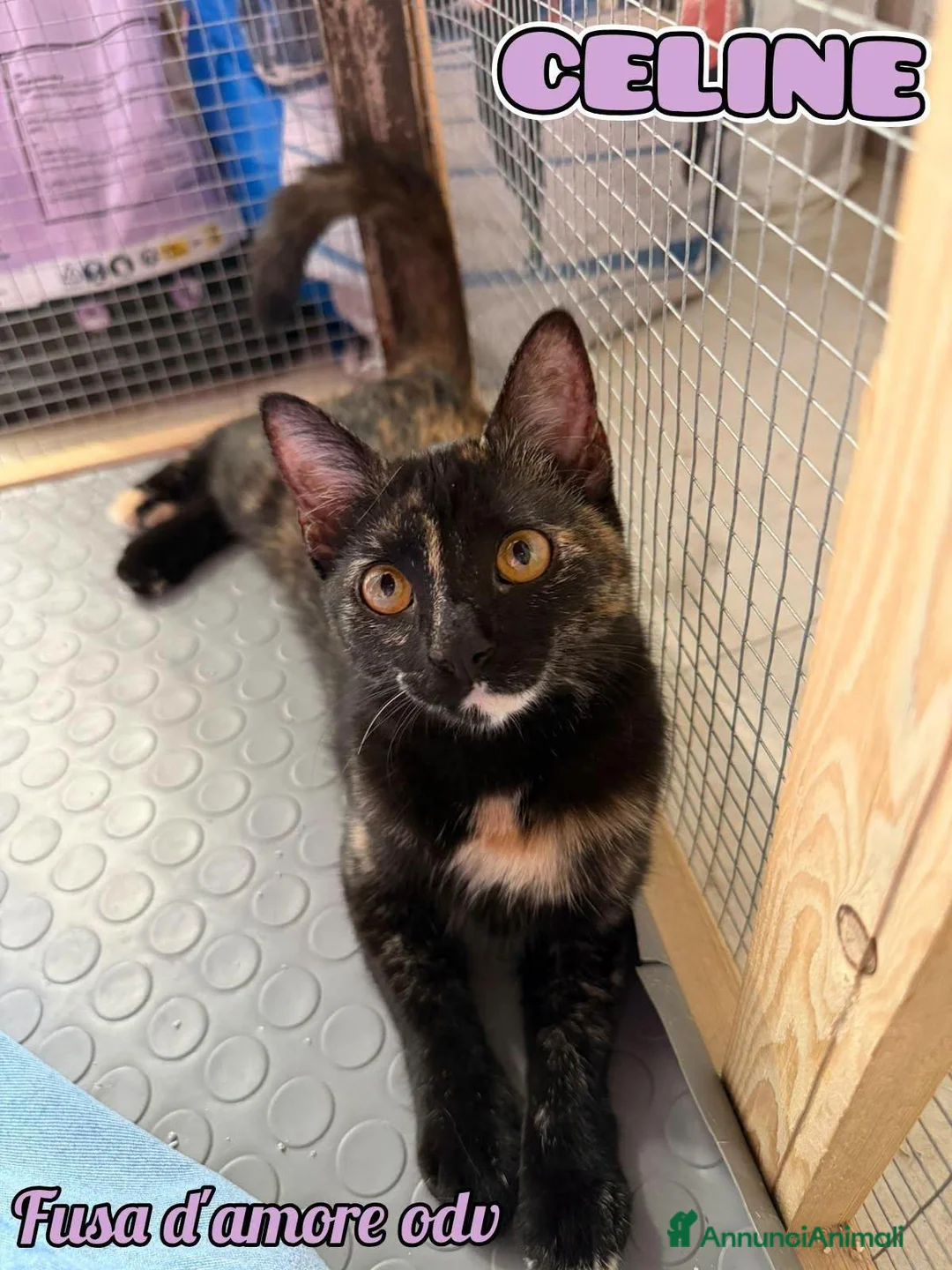 Europeo gatti in regalo: CELINE, affettuosissima gattina in adozione.  - Annuncio 1