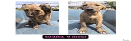 Meticcio cani in regalo: 10cuccioli 2mesi e 1/2 mollati,CATANIA SOS CASA - Annuncio 6
