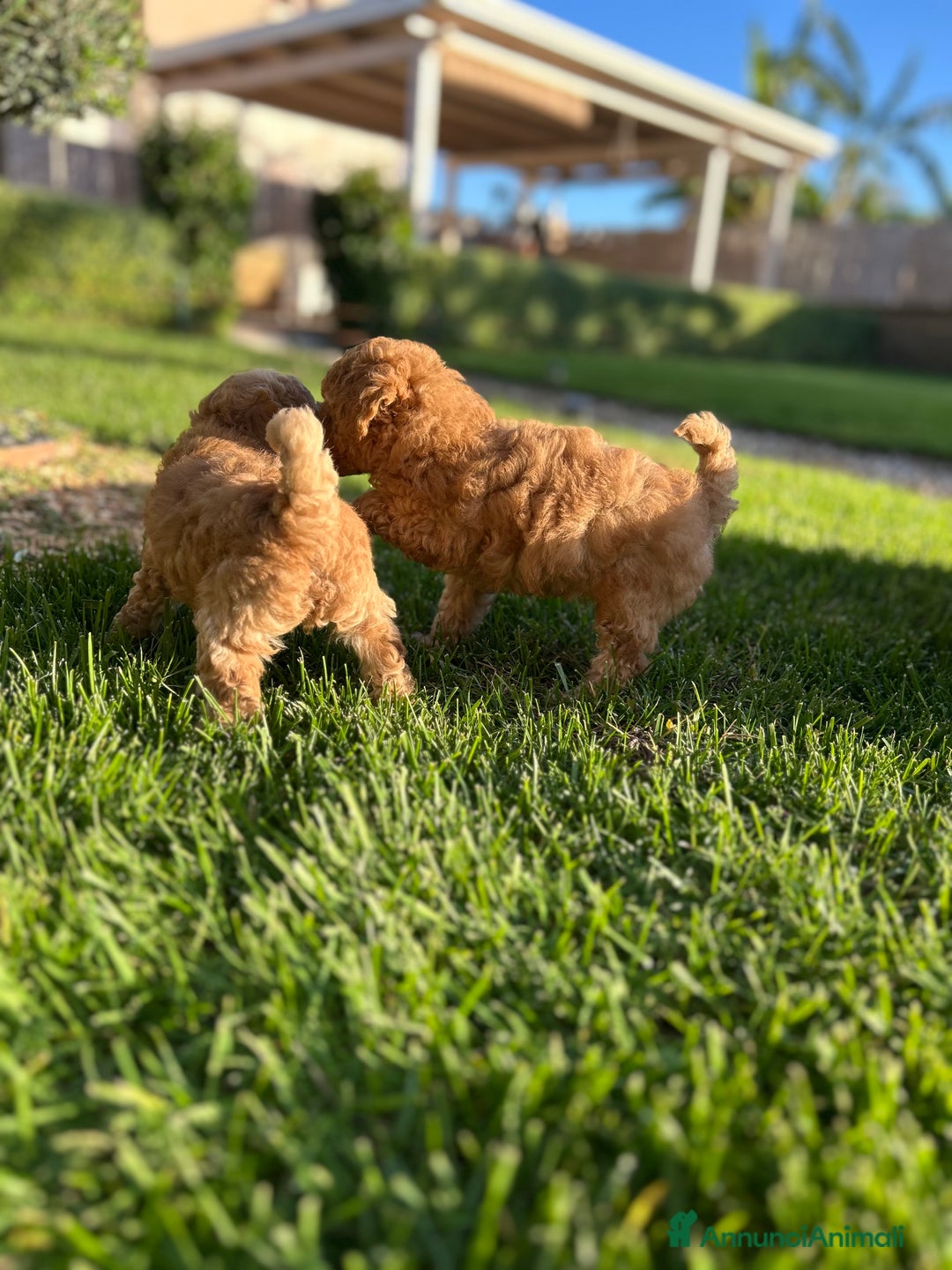 Barboncino Toy cani in vendita: Barboncino Toy  - Annuncio 5