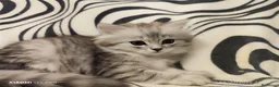 Scottish gatti in vendita: Scottish  a Provincia di Treviso - Annuncio 8