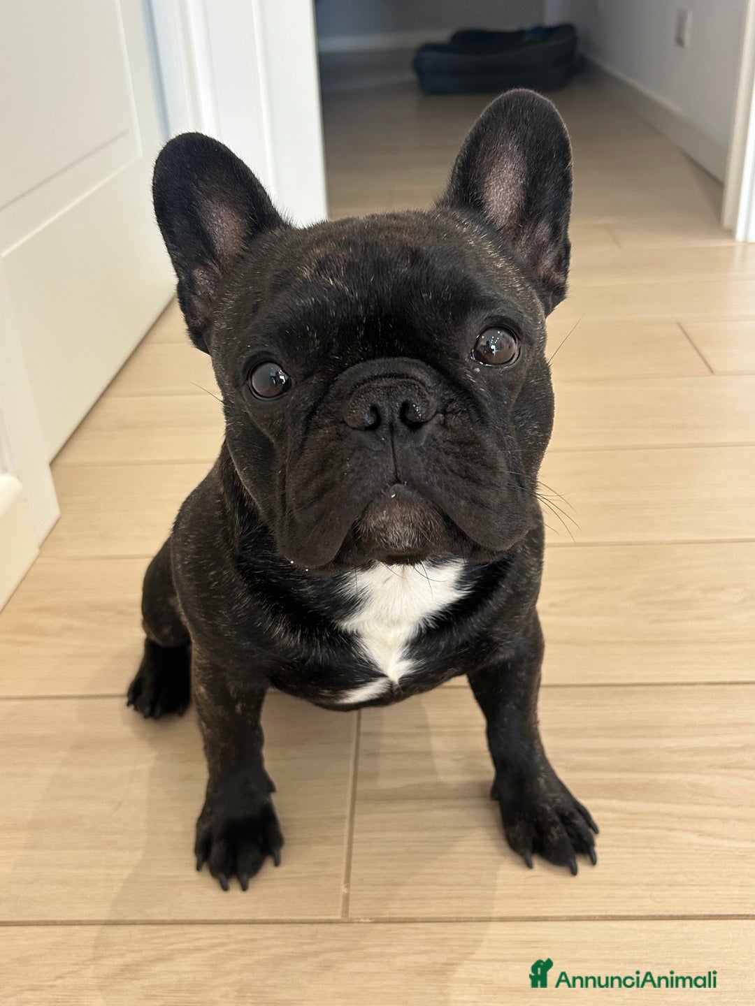 Bulldog Francese cani per accoppiamento: Bulldog francese maschio per accoppiamento  - Annuncio 5