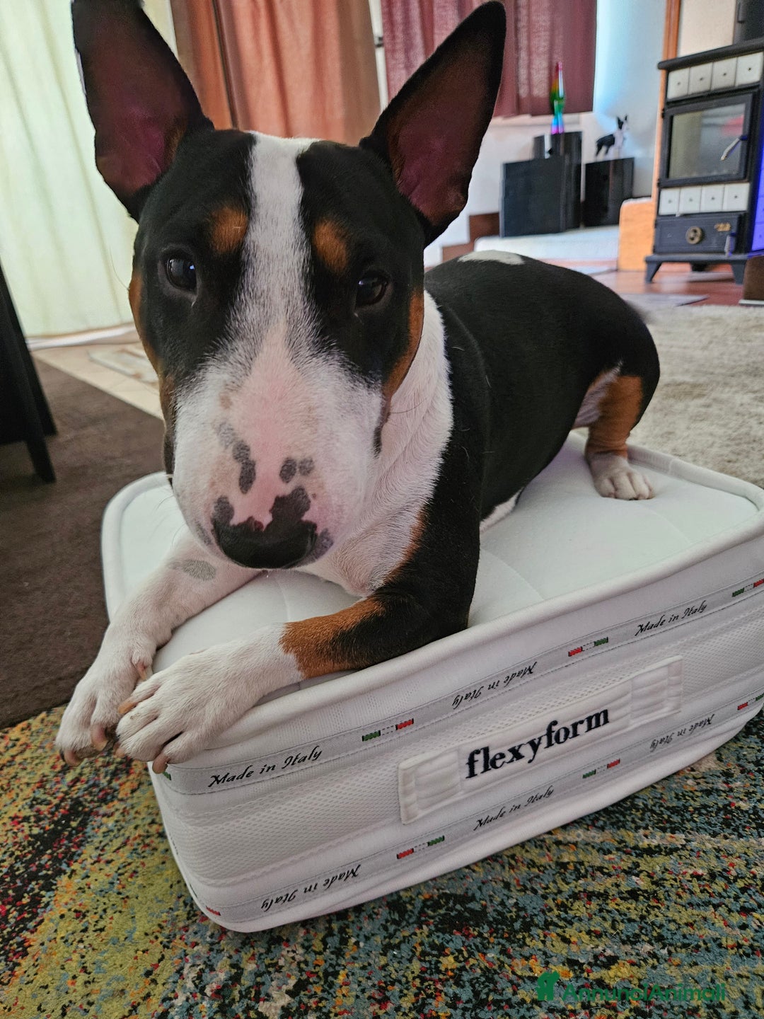 Bull Terrier Mini cani per accoppiamento: Maschio Bull terrier miniature tricolor per monta - Annuncio 3