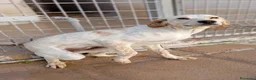 Meticcio cani in regalo: Elettra - Annuncio 1