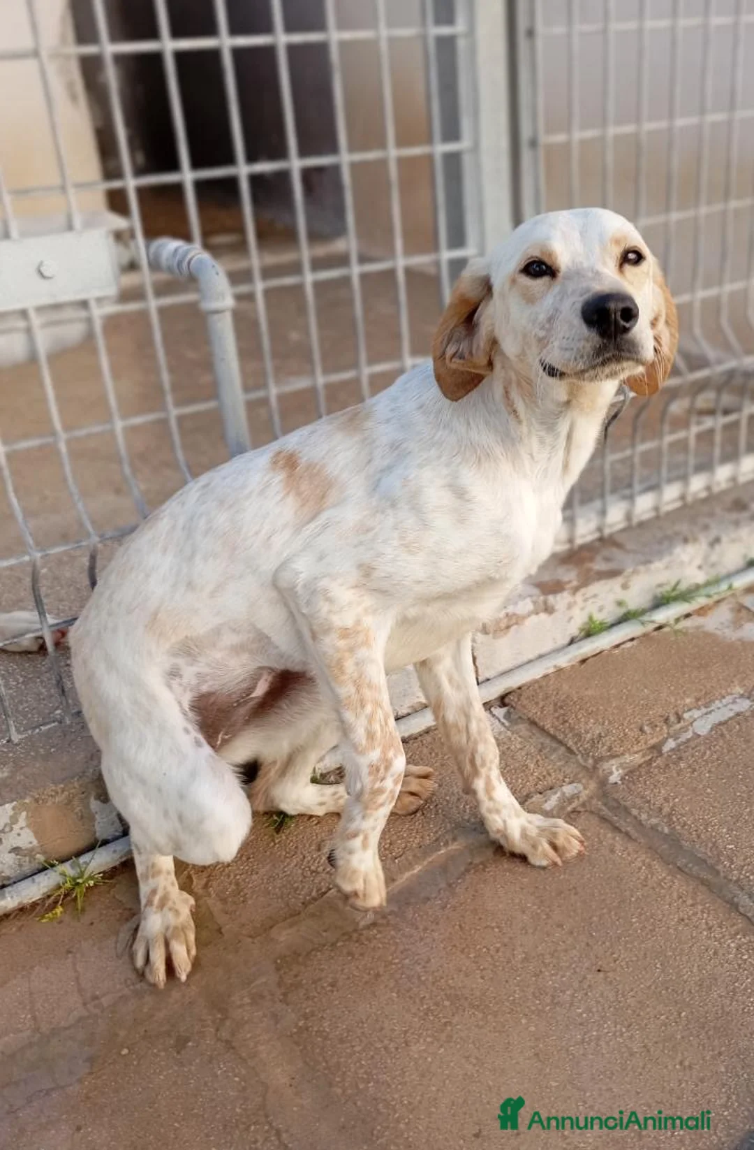 Meticcio cani in regalo: Elettra - Annuncio 1