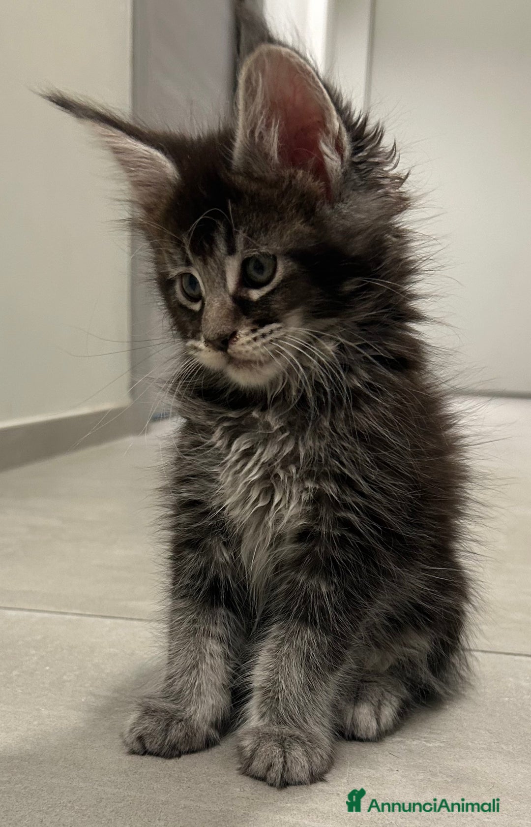 Maine Coon gatti in vendita: Maine Coon con pedigree  - Annuncio 12