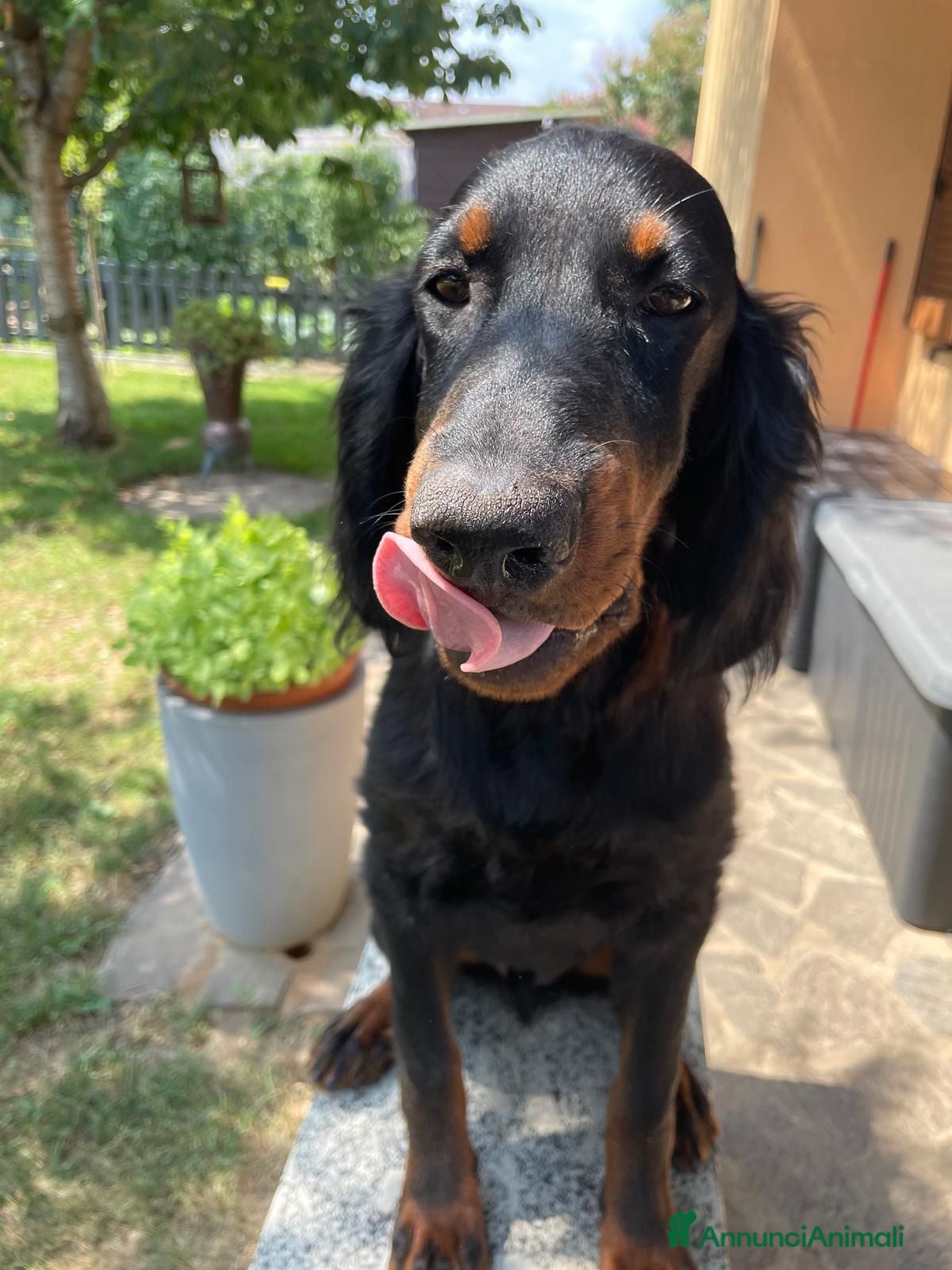 Setter Gordon cani ULTIMO splendido cucciolo MASCHIO di Setter Gordon - Annuncio 1