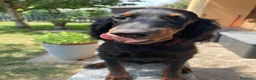Setter Gordon cani in vendita: ULTIMO splendido cucciolo MASCHIO di Setter Gordon - Annuncio 1