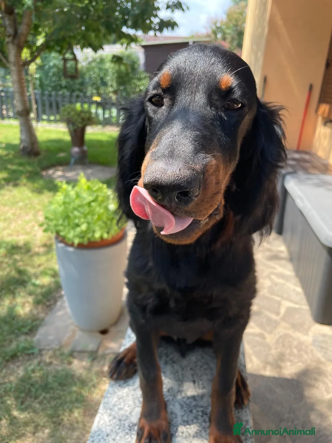 Setter Gordon cani in vendita: ULTIMO splendido cucciolo MASCHIO di Setter Gordon - Annuncio 1
