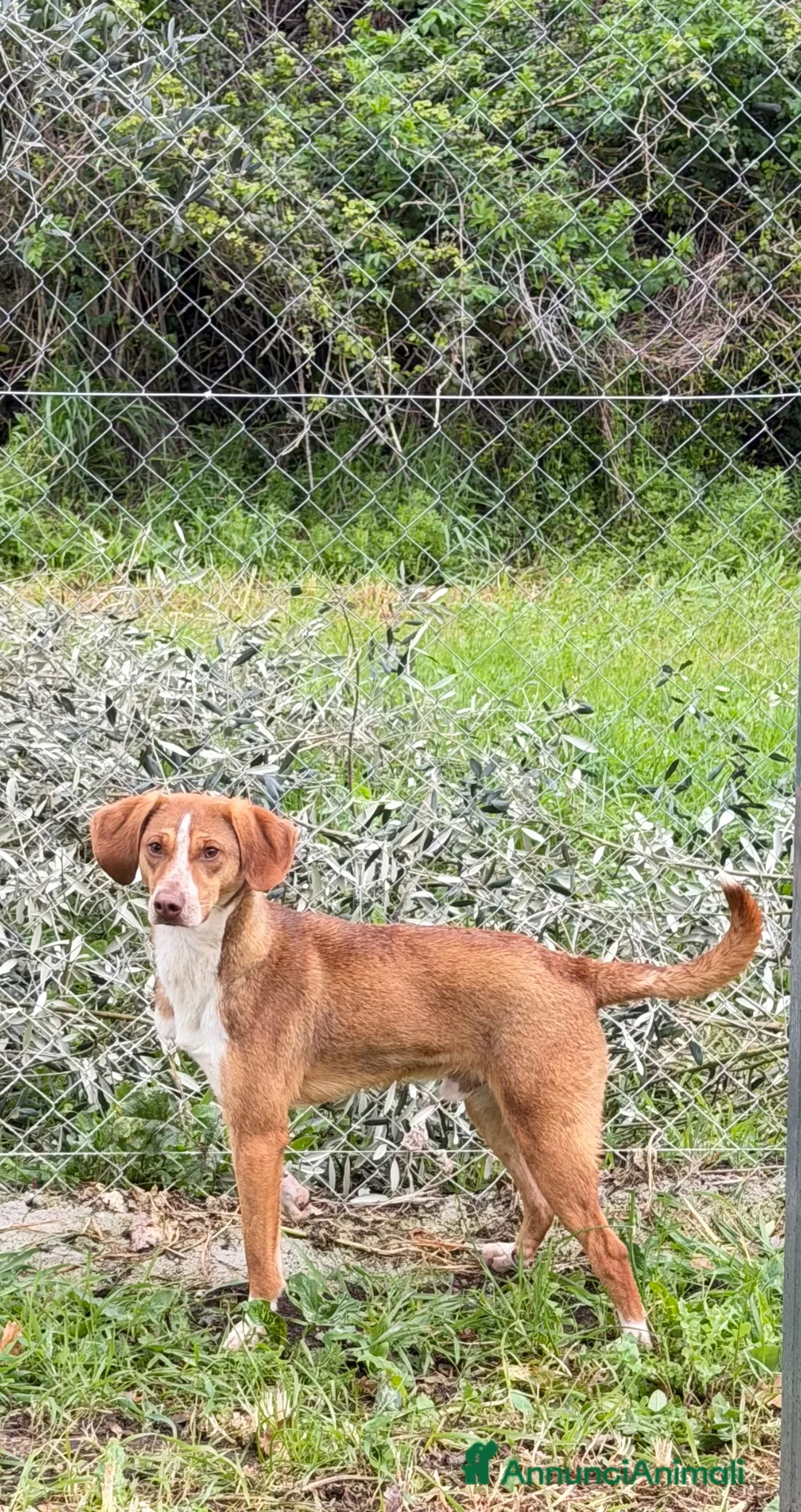 Meticcio cani in regalo: Fly taglia medio piccola  a Città Metropolitana di Genova - Annuncio 3