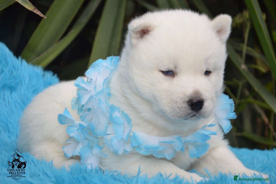 Husky cani in vendita: Siberian Husky cuccioli total white linea russa - Annuncio 4