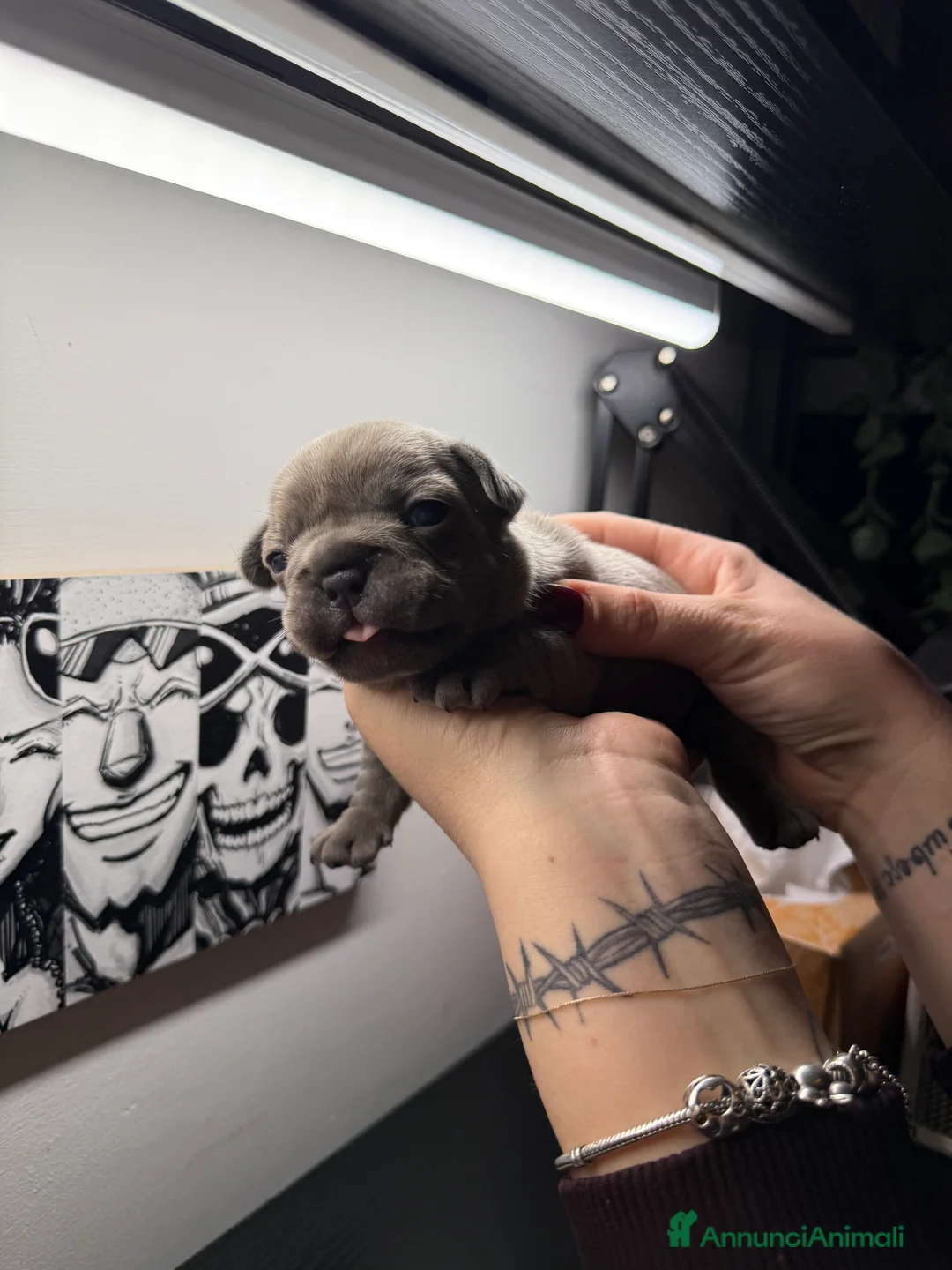 Bulldog Francese cani in vendita: Bulldog francese  - Annuncio 3