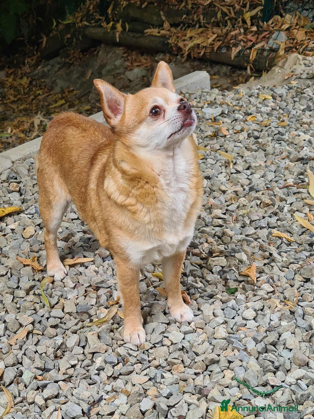 Chihuahua cani in regalo: MANDARINO, CHIHUAHUA fifoncello. - Annuncio 7